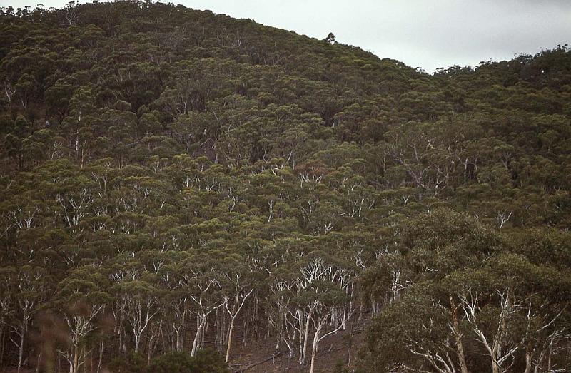 WT 0400 059-06 Australia.jpg